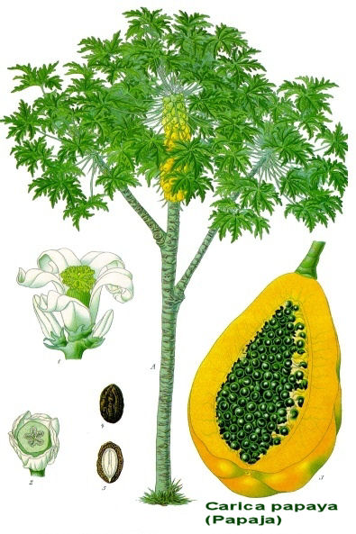 Carica papaya - Papaya